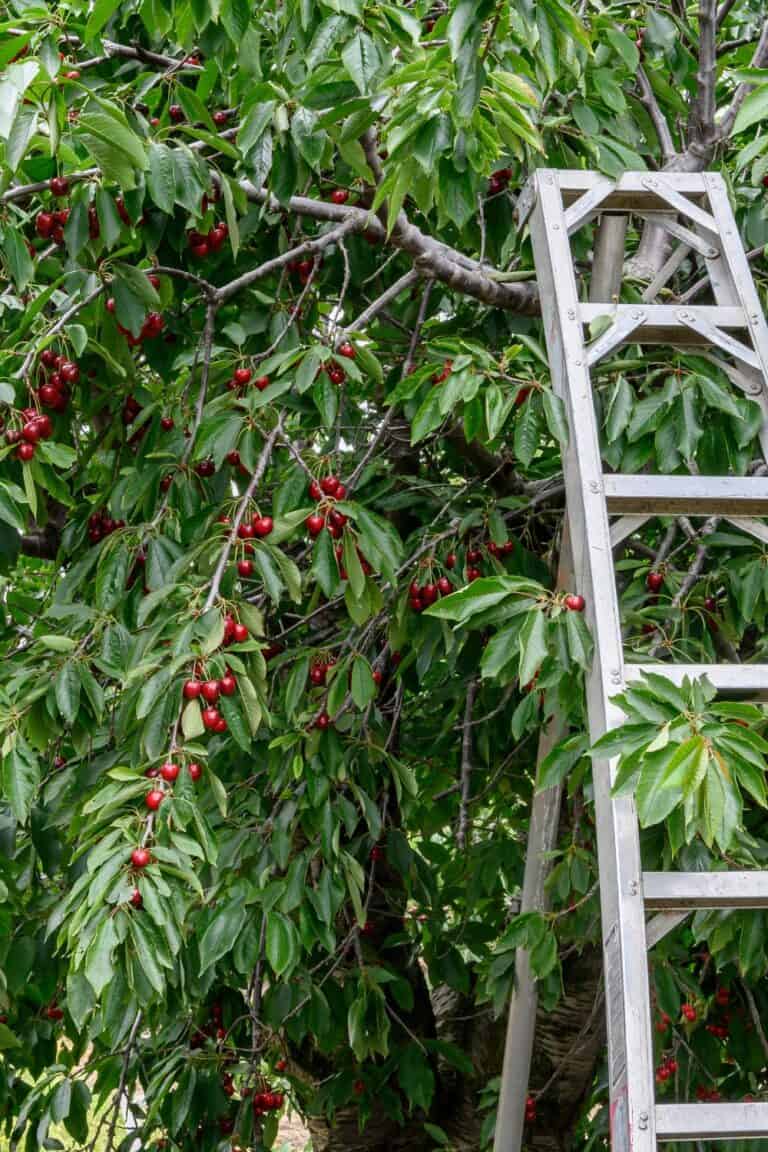9 Fastest Growing Cherry Trees That Bear Fruit Quickly (1st Year)
