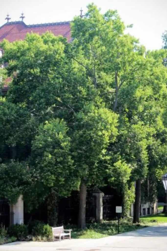 13 Best Drought Tolerant Trees (Sorted By USDA Zones)