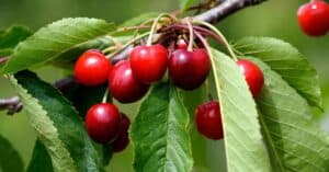 9 Fastest Growing Cherry Trees That Bear Fruit Quickly (1st Year)