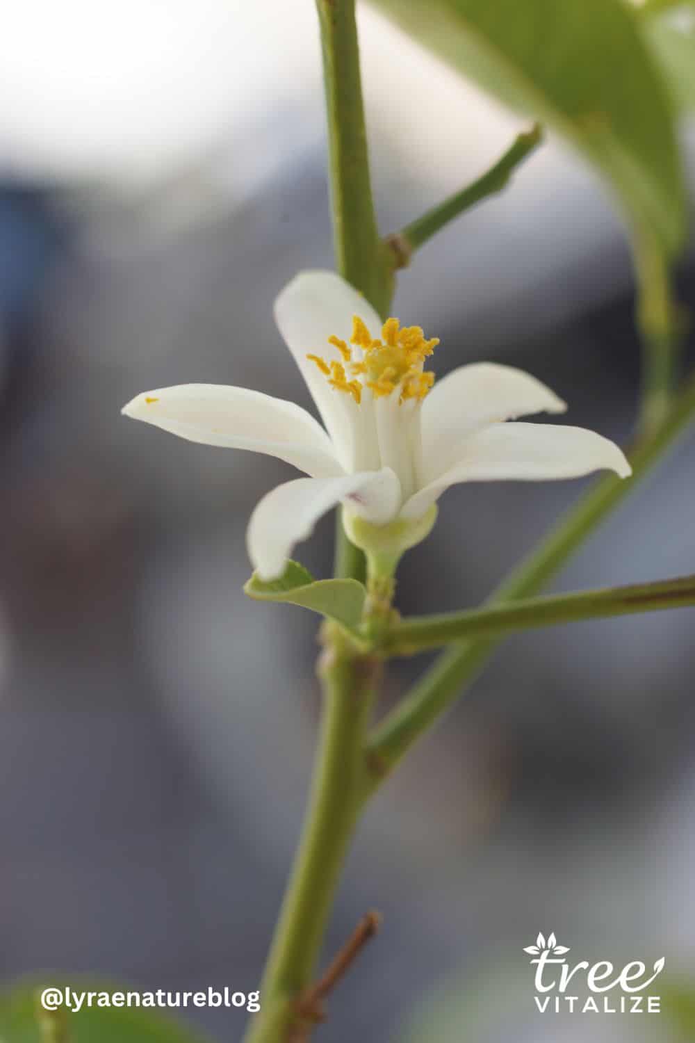 4 Fastest Growing Lemon Trees That Bear Fruit Quickly (1st Year)