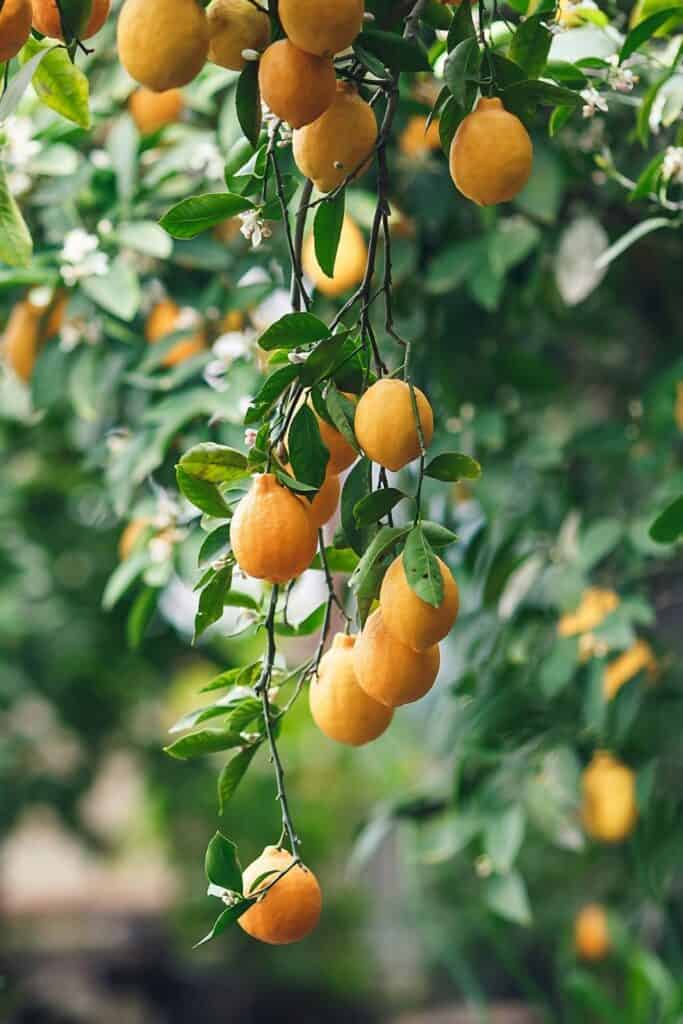 4 Fastest Growing Lemon Trees That Bear Fruit Quickly (1st Year)