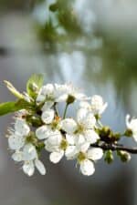 9 Fastest Growing Cherry Trees That Bear Fruit Quickly (1st Year)