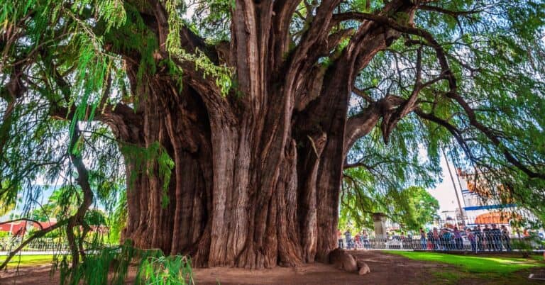 Meet the World's Stoutest Tree - Discovering El Árbol del Tule
