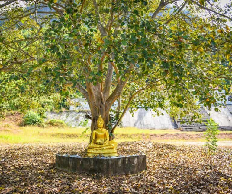 The Bodhi Tree S Secret Unveiling A Profound Buddhist Concept - v6e7xm7