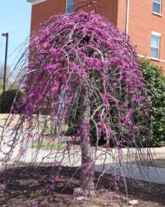 13 Small Trees With Non-Invasive Roots for Courtyards & Backyards