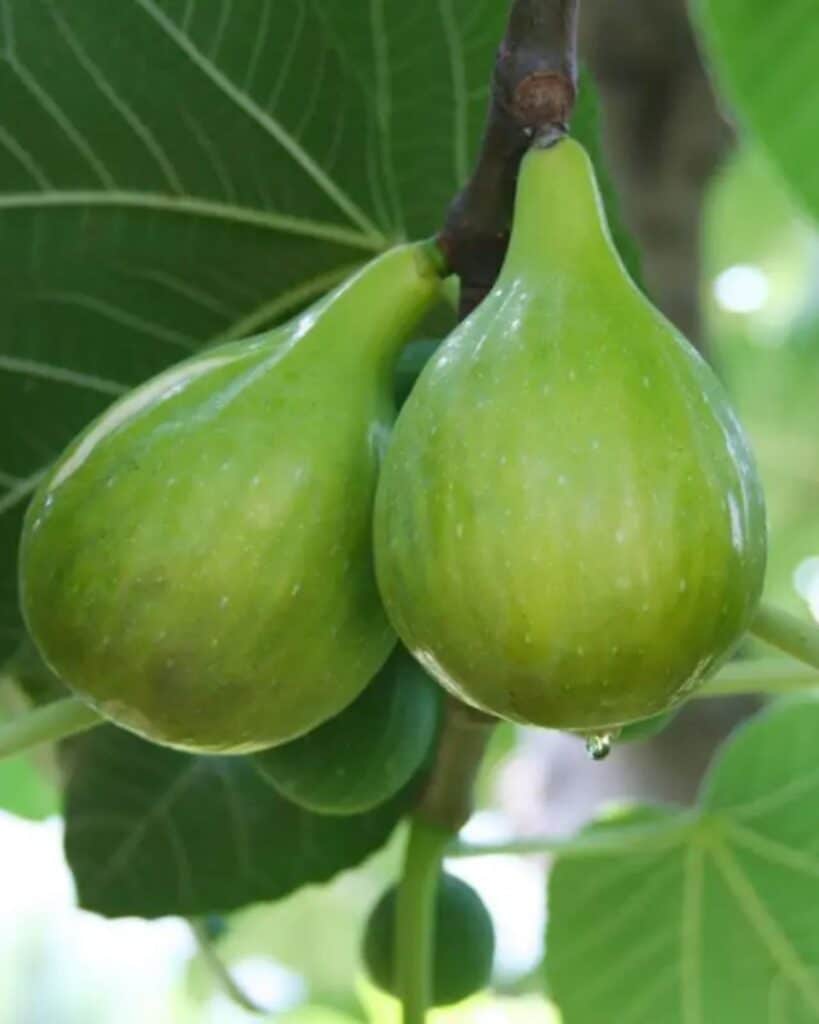 9 Best Fig Trees To Grow For Fruit In Less Time (1st Year)