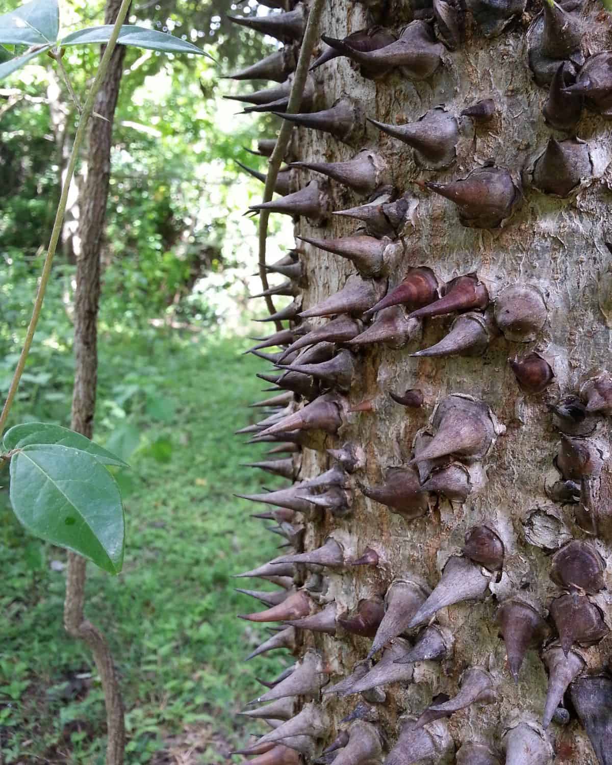 From Seed Bombs to Spiked Trunks - The Wild World of the Sandbox Tree