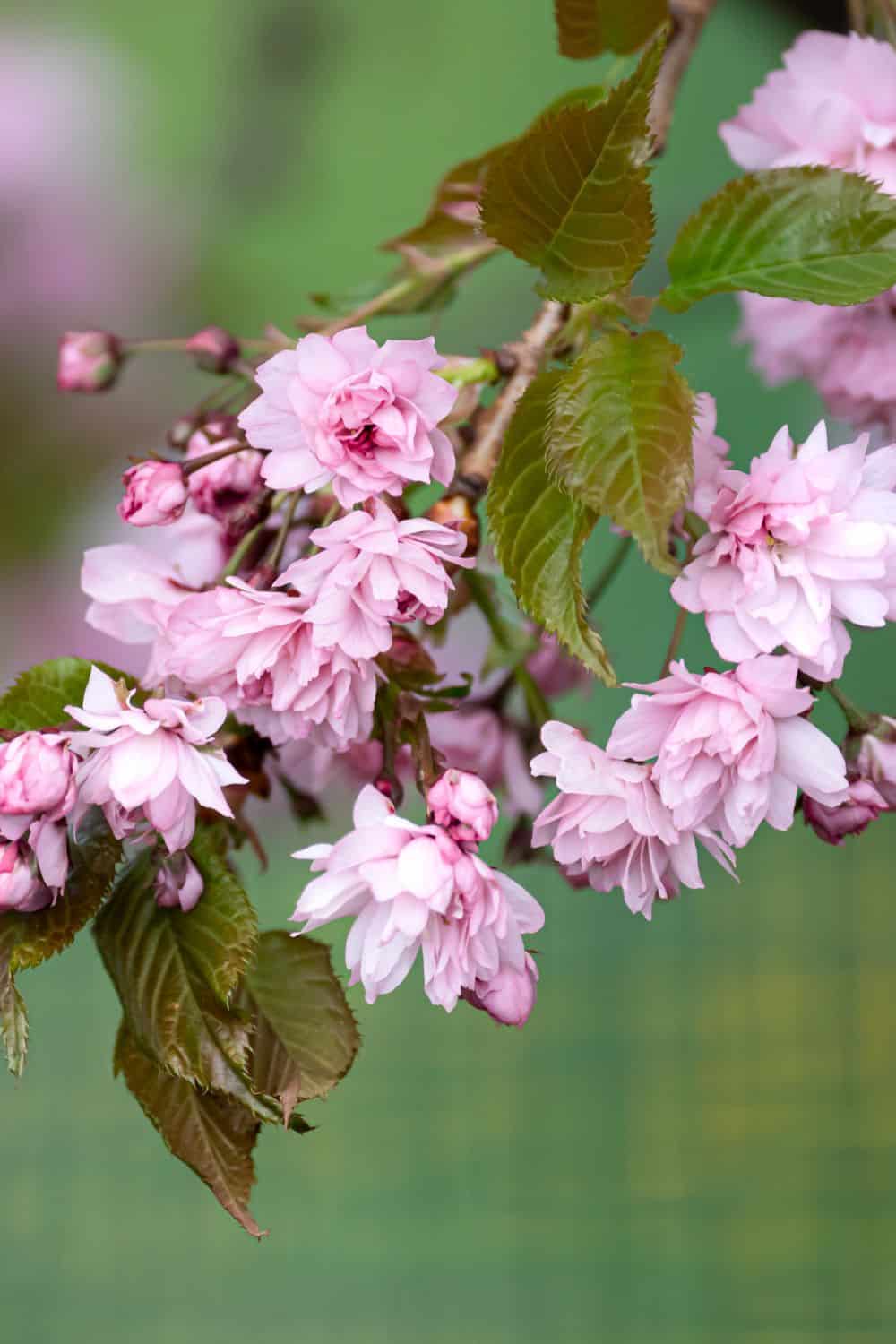 7 Weeping Cherry Trees That Will Make Your Neighbors Jealous