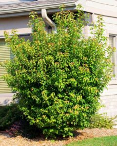 13 Small Trees With Non-Invasive Roots for Courtyards & Backyards