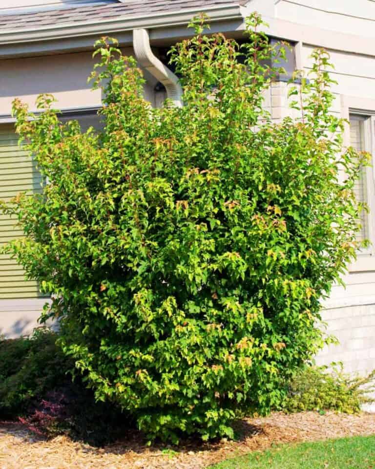 9 Best Privacy Hedges for Zone 6 to Turn Your Garden into a Hidden Oasis