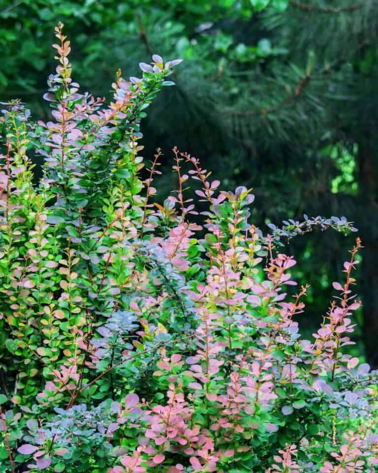 41 Best Plants for Under Maple Trees (Proven To Thrive)