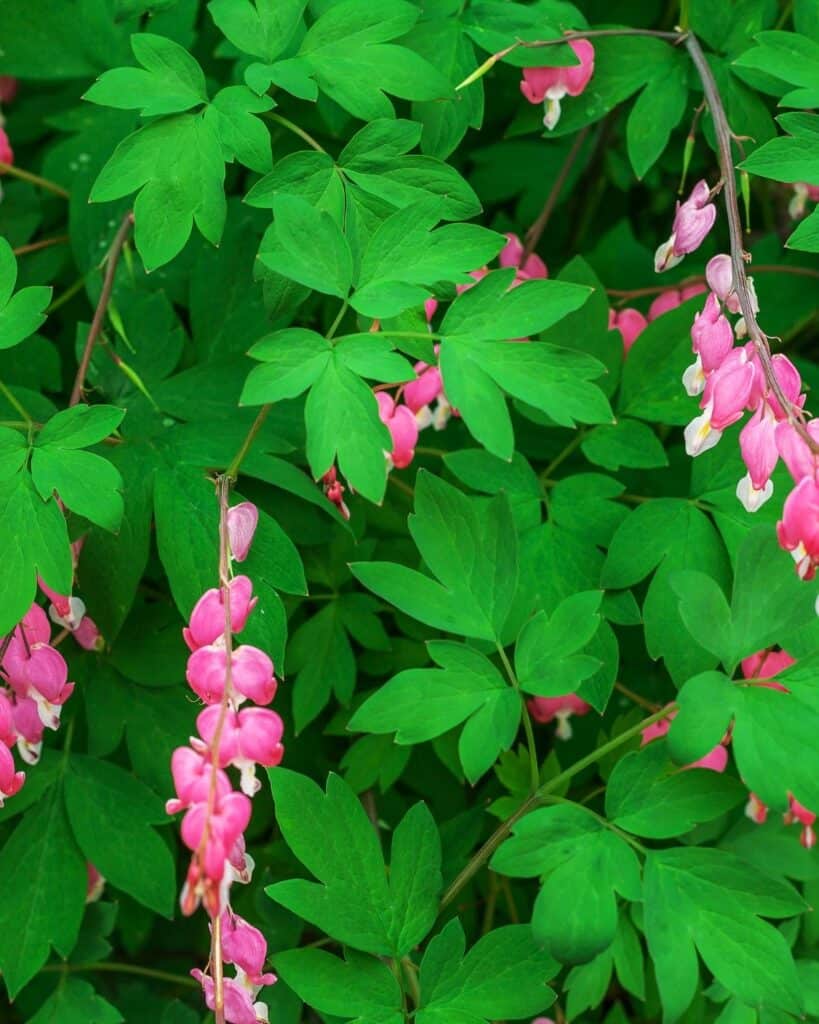 20 Best Colorful Flowering Plants for Under Trees