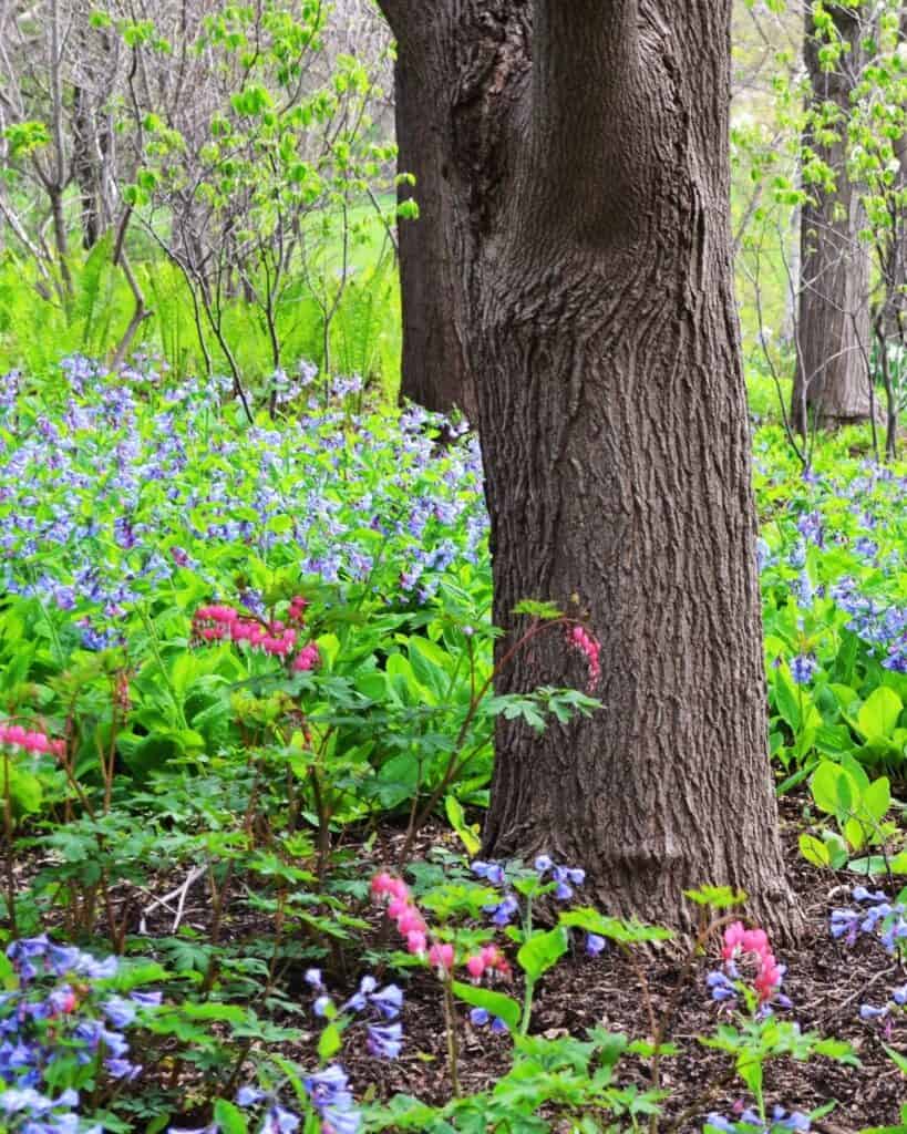 20 Best Colorful Flowering Plants for Under Trees