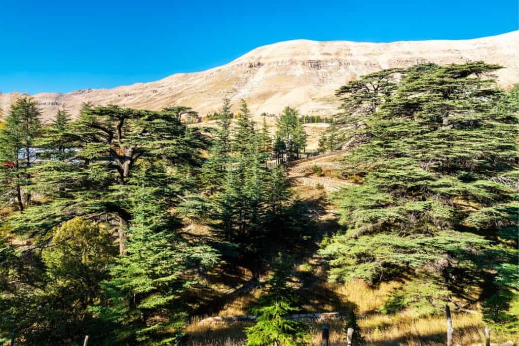 The Cedars of God, Lebanon’s Majestic Link to Empires and Gods