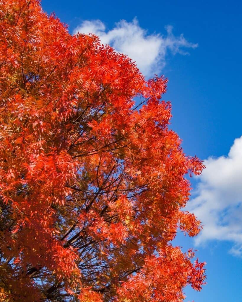 34 Fast-Growing Shade Trees That Will Create a Shady Oasis in Record Time