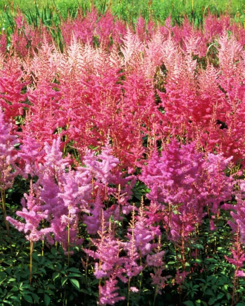 20 Best Colorful Flowering Plants for Under Trees
