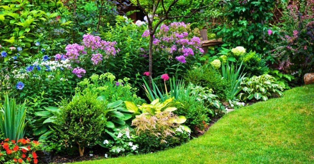 20 Best Colorful Flowering Plants for Under Trees