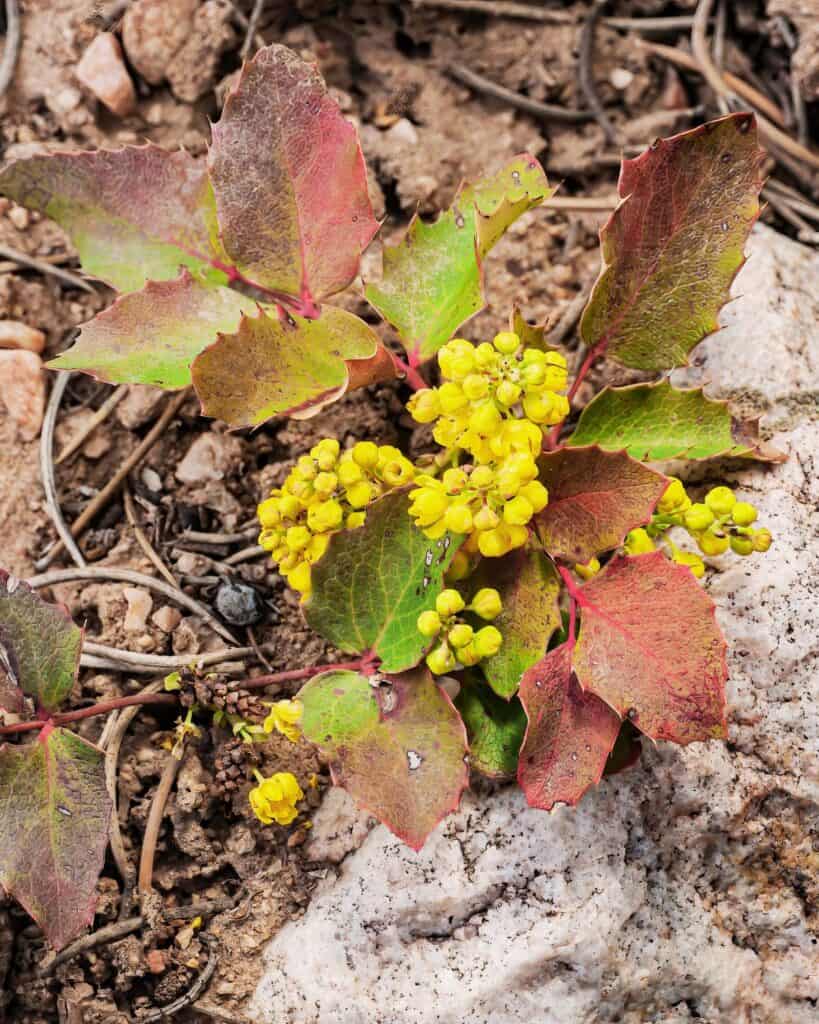 29 Best Plants for Under Oak Trees To Renew Your Shade Garden