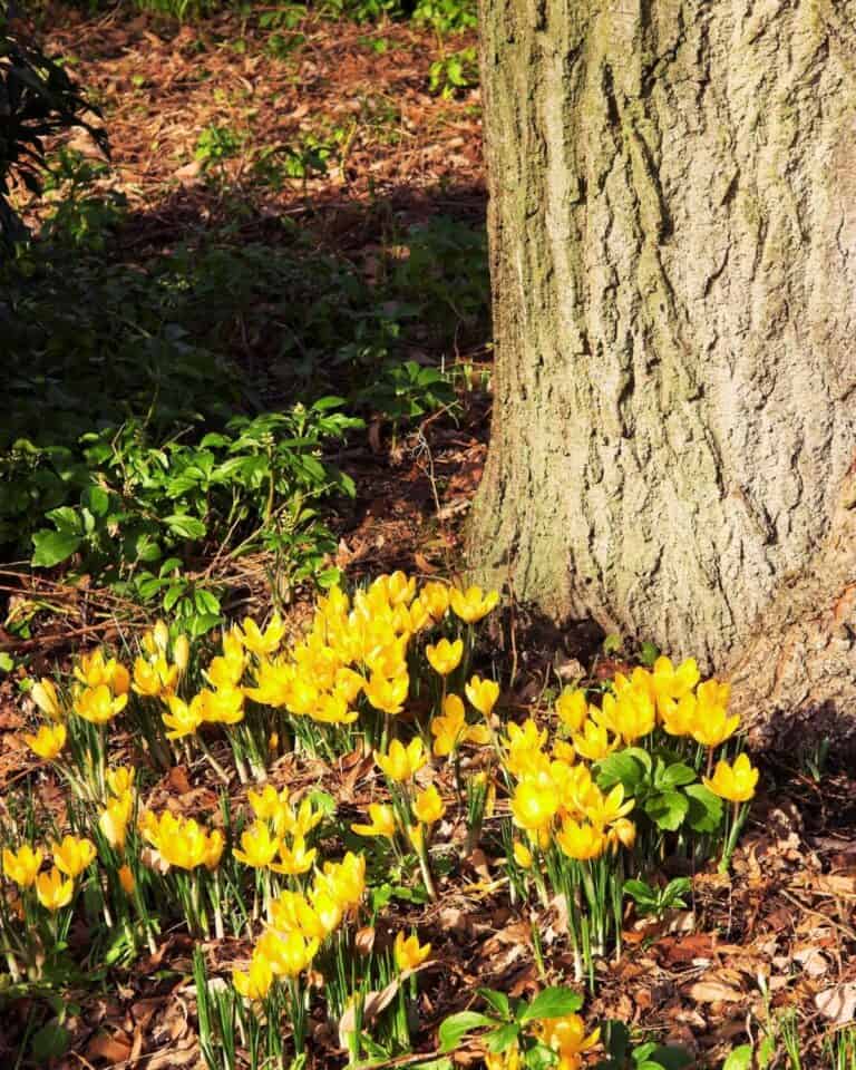 41 Best Plants for Under Maple Trees (Proven To Thrive)