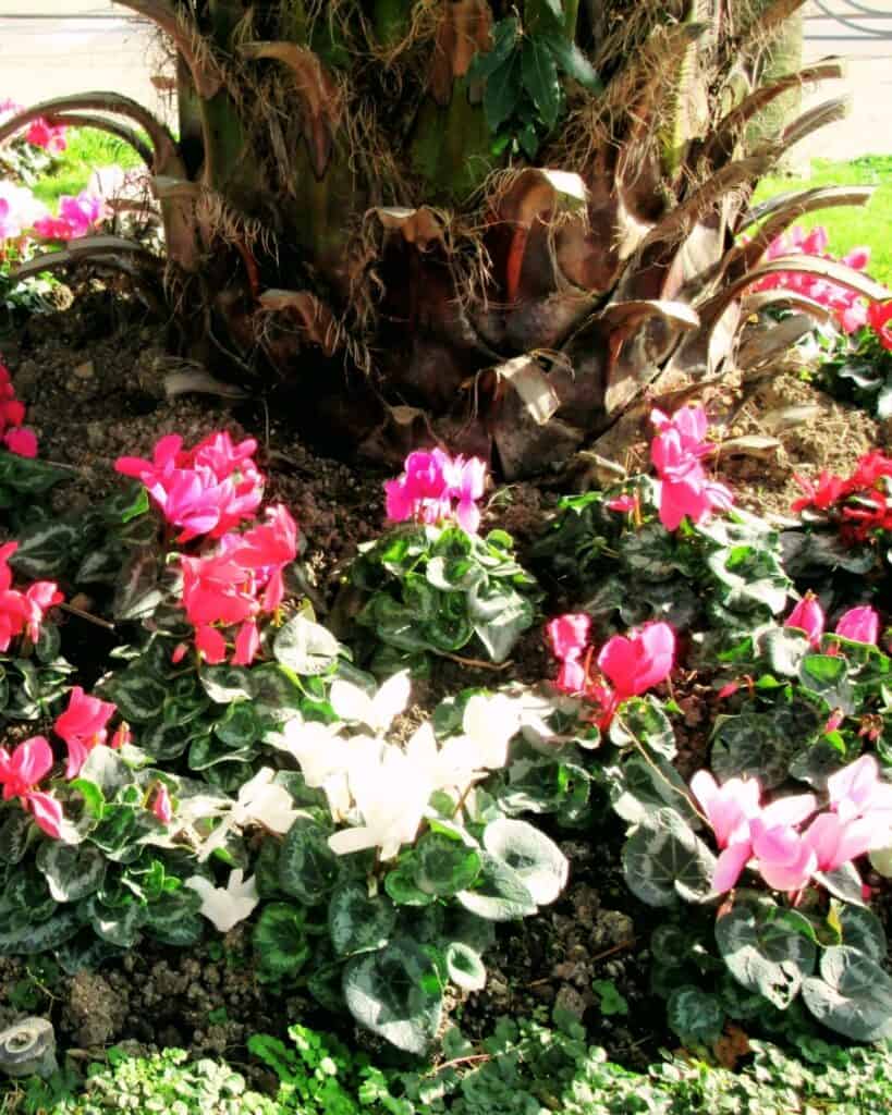 20 Best Colorful Flowering Plants for Under Trees