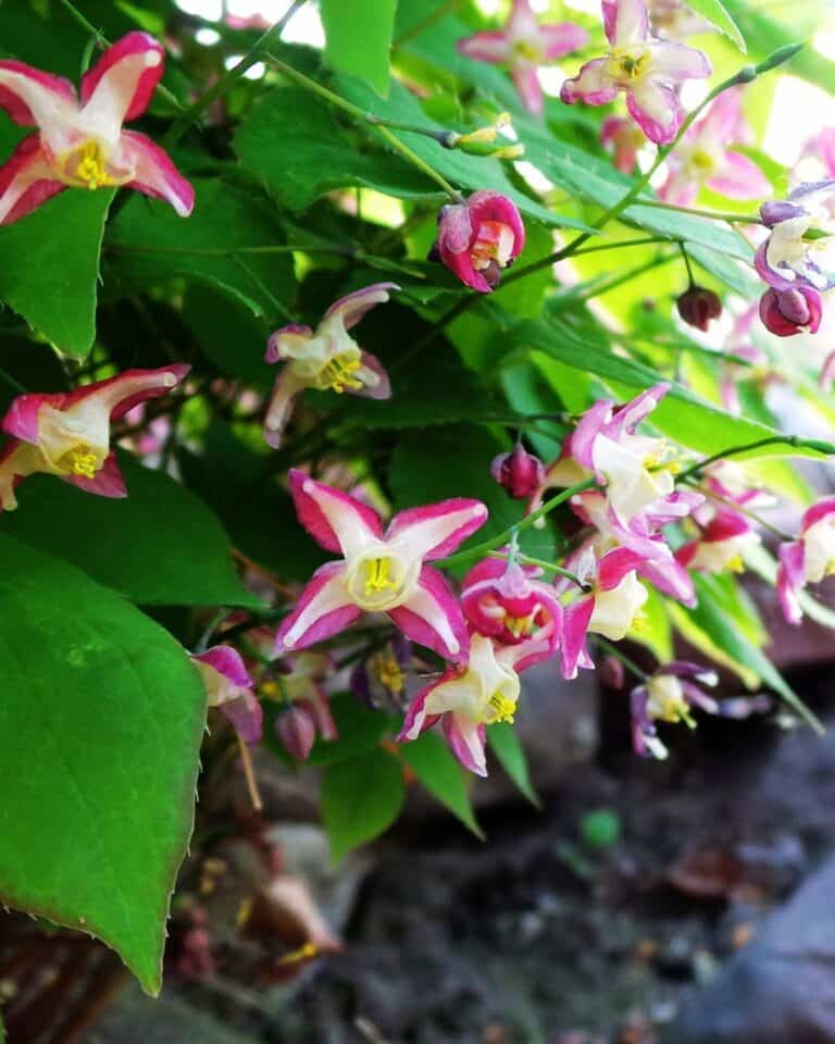 20 Best Colorful Flowering Plants for Under Trees