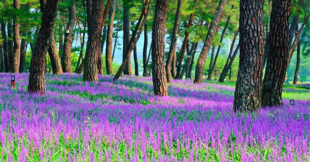 21 Best Evergreen Plants for Under Trees To Create A Lush Oasis