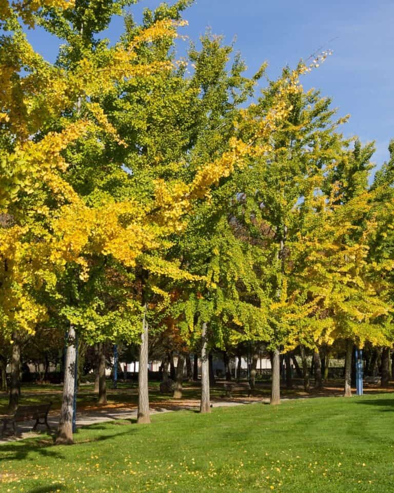 13 Most Eye-Catching Trees For Fall Foliage (Simply Stunning)