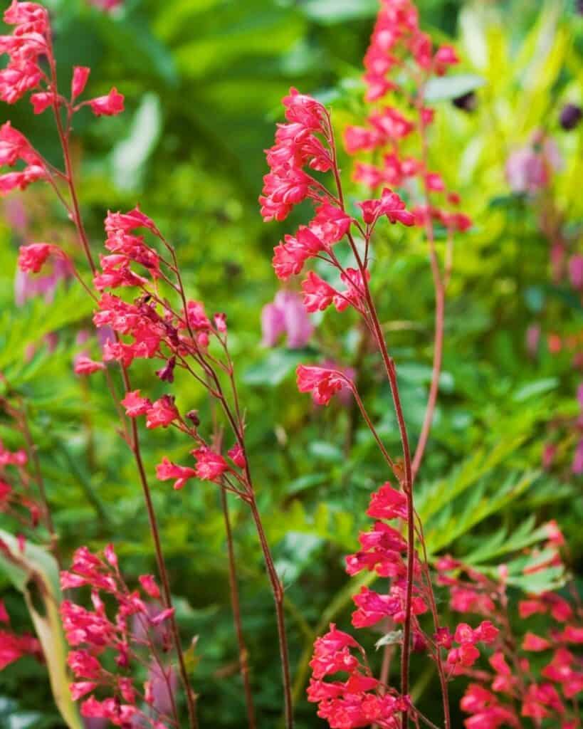 29 Best Plants for Under Oak Trees To Renew Your Shade Garden