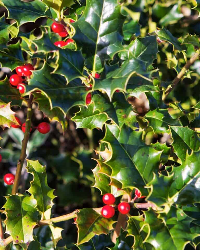 29 Best Plants for Under Oak Trees To Renew Your Shade Garden