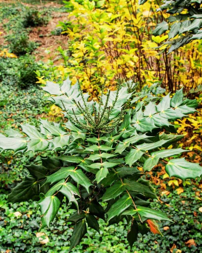 29 Best Plants for Under Oak Trees To Renew Your Shade Garden
