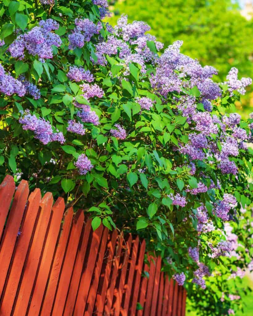 Lilac Varieties Zone 6