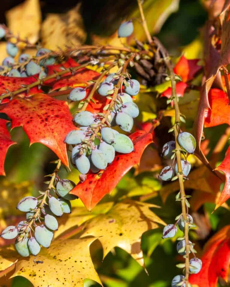 29 Best Plants for Under Oak Trees To Renew Your Shade Garden