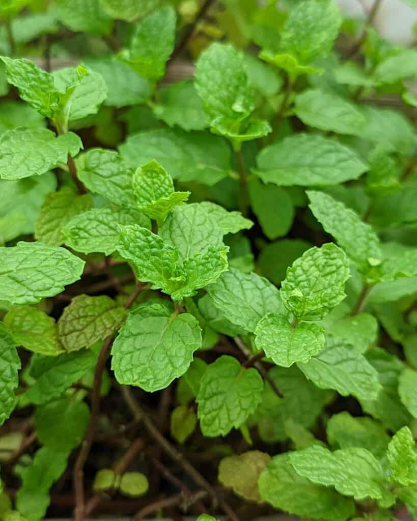 Planting Mint Under Fruit Trees