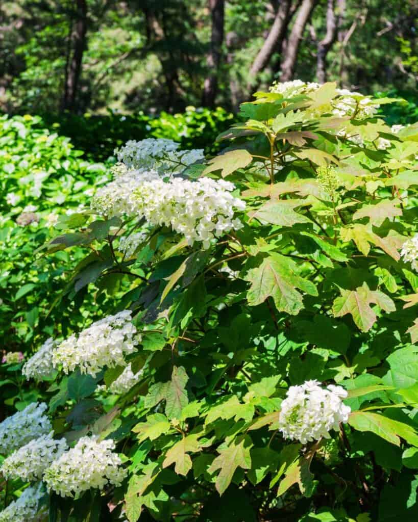 29 Best Plants for Under Oak Trees To Renew Your Shade Garden