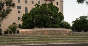 The Elm That Stood Strong Oklahoma s Survivor Tree Legacy