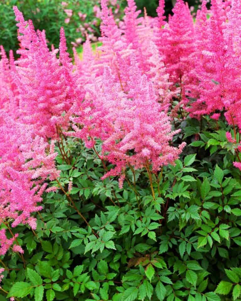 20 Best Colorful Flowering Plants for Under Trees