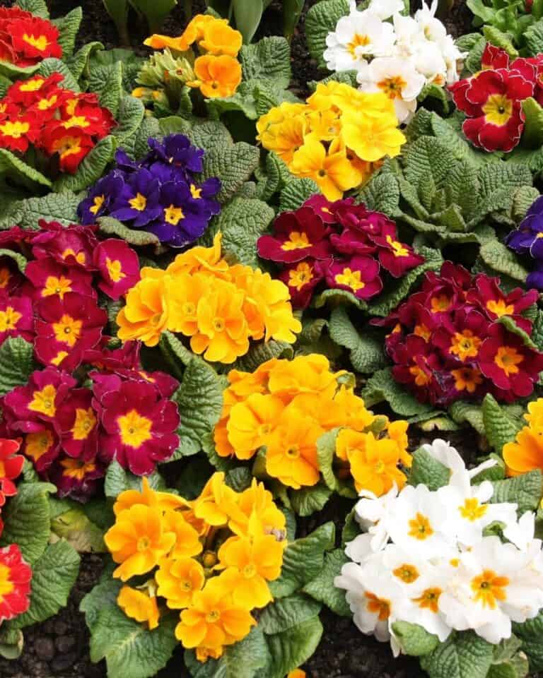 9 Spectacular Zone 8 Winter Flowers To Brighten Your Yard