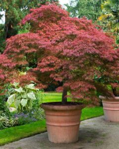 Create Zen in Your Backyard With the Best Shrubs & Trees for a Japanese ...