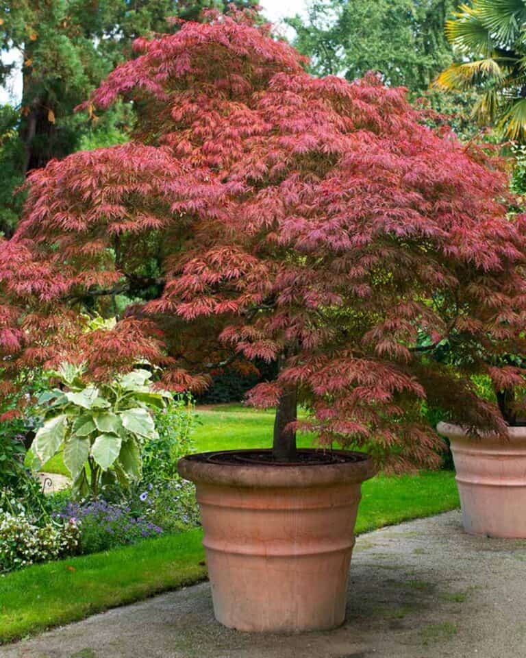 Create Zen in Your Backyard With the Best Shrubs &amp; Trees for a Japanese ...