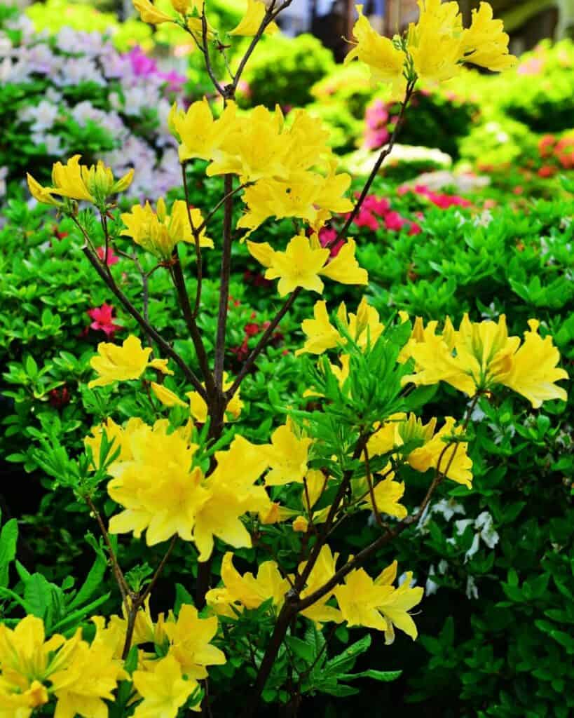 20 Best Colorful Flowering Plants for Under Trees