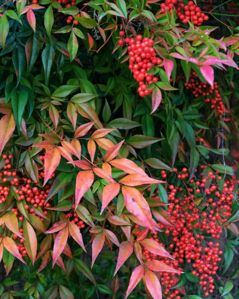 41 Best Plants for Under Maple Trees (Proven To Thrive)