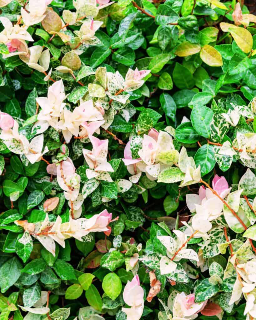 29 Best Plants for Under Oak Trees To Renew Your Shade Garden