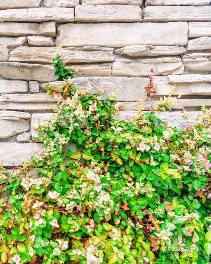 29 Best Plants for Under Oak Trees To Renew Your Shade Garden