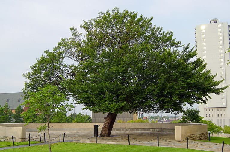 The Elm That Stood Strong Oklahoma s Survivor Tree Legacy