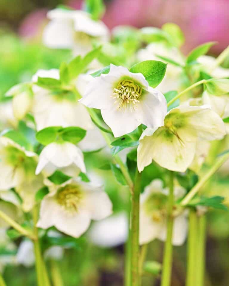 20 Best Colorful Flowering Plants for Under Trees