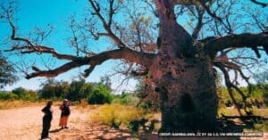 Imprisoned by Nature - The Harsh Reality behind Wyndham’s Boab Tree