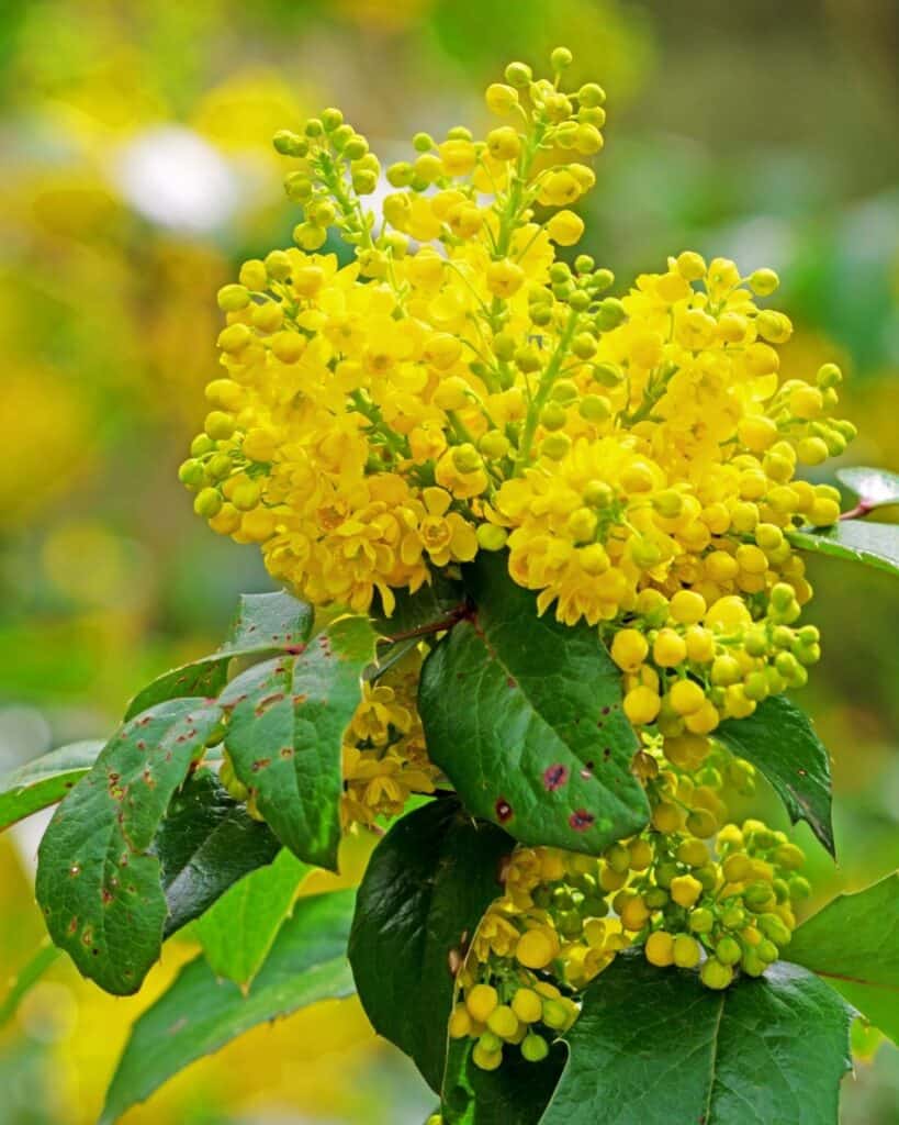 29 Best Plants for Under Oak Trees To Renew Your Shade Garden