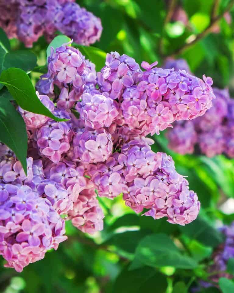 Best Lilac Varieties for Zone 4 Gardens
