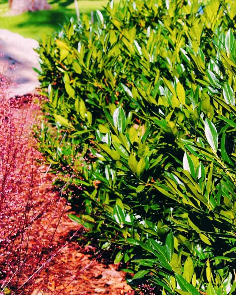 Achieve Garden Privacy with the Best Hedges for Zone 8 (Formal and