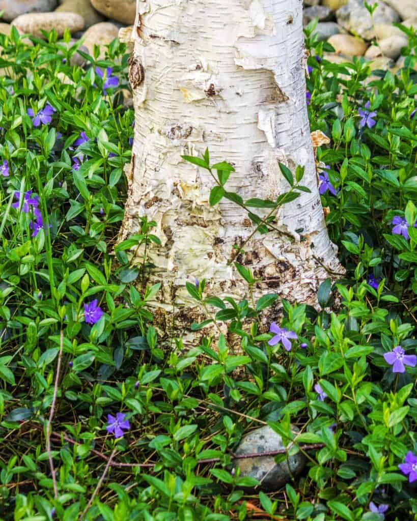 16 Under Spruce Tree Landscaping Ideas (Ground Cover & Plants)